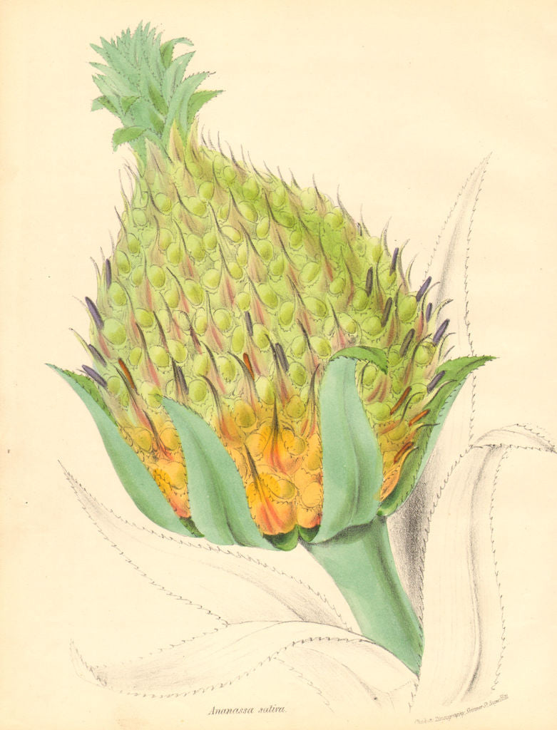 PLANTAE UTILIORES. Common Pine Apple (Ananassa sativa) Hand colour. BURNETT 1842